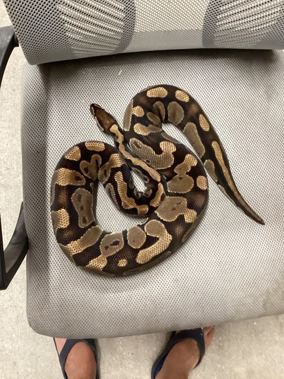 Het Sunset Ball Python by Out of the Box Creations, LLC