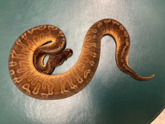 Sunset Ball Python by Out of the Box Creations, LLC