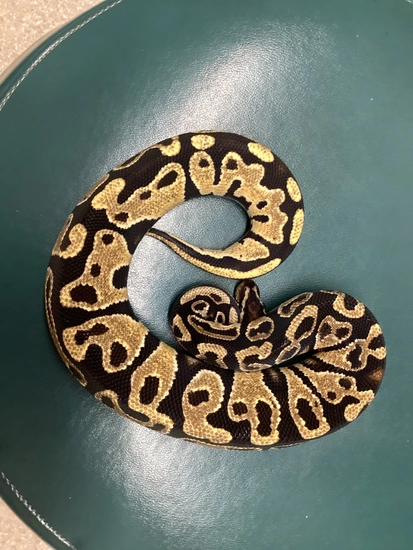 Multi Gene Ball Python 2.3 Multi-Gene Het DG Group Ball Python by Out of the Box Creations, LLC