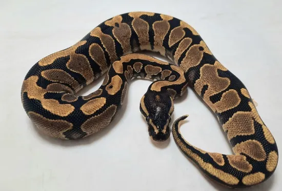Royal Python Belly Fire Yellow Belly Ball Python by Pinewood Royal Pythons