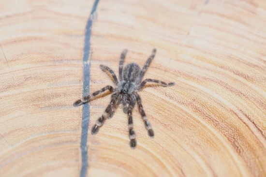 3 Inch - Poecilotheria Striata - Mysore Ornamental Tarantula by Nate’s ...