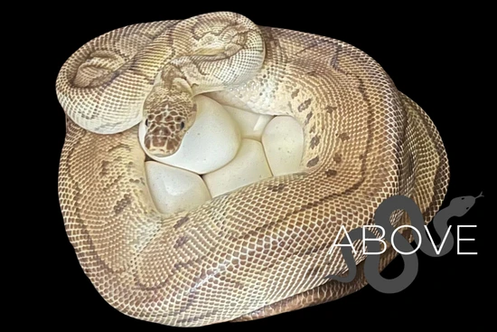 [Part Of COLLECTION Group] [Breeding!] 10 Egg-Layer Clown 