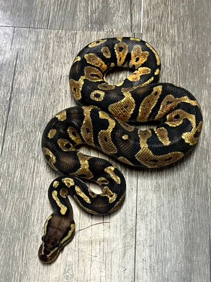 Pastel Garcia Chocolate Ball Python by Pin’s Pythons