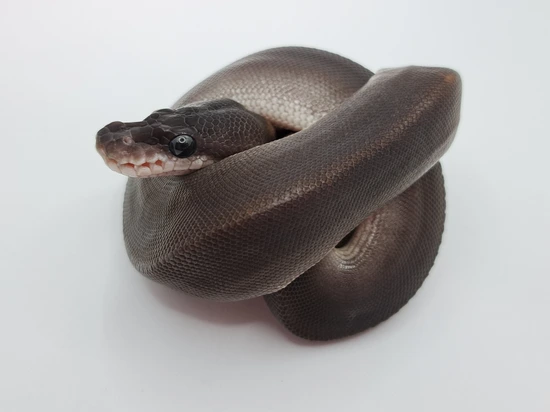 Super Cinnamon 100% Het Genetic Stripe Poss Pinstripe Ball Python by ...