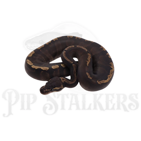 Super GHI Het Hypo Ph Clown/Cryptic Ball Python by Pip Stalkers