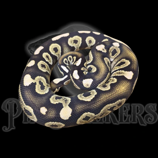 Chocolate Barnhart BP DG DH Hypo Cryptic Ball Python by Pip Stalkers