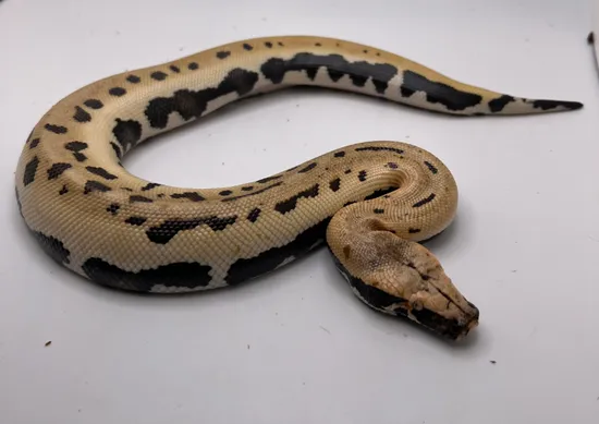 007 66% Het Albino T+ Blood Python by LI Reptiles