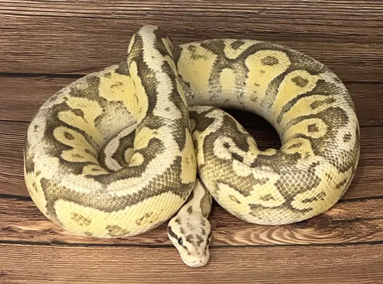 Super Pastel Fire Ball Python by Pixel Perfect Reptiles