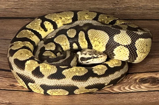Pastel Spotnose Ball Python by Pixel Perfect Reptiles