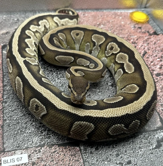 Mojave Nyala HET Pied Ball Python by Pixel Perfect Reptiles