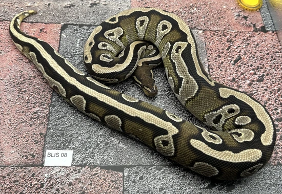 Mojave Nyala HET Pied Ball Python by Pixel Perfect Reptiles