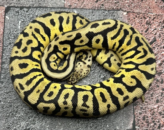 Pastel Spotnose Confusion Ball Python by Pixel Perfect Reptiles