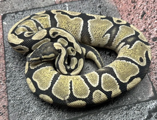 Desert Ghost Ball Python by Pixel Perfect Reptiles