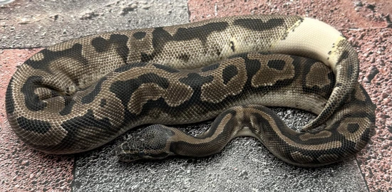 VPI Axanthic Pied Ball Python by Pixel Perfect Reptiles
