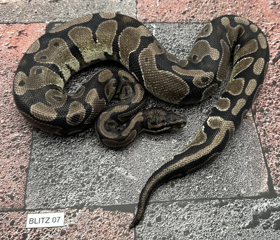 VPI Axanthic HET Pied Ball Python by Pixel Perfect Reptiles