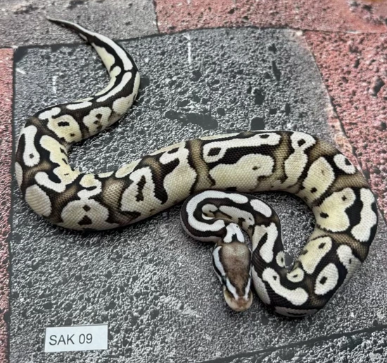 Pastel Fire VPI Axanthic HET Pied Ball Python by Pixel Perfect Reptiles