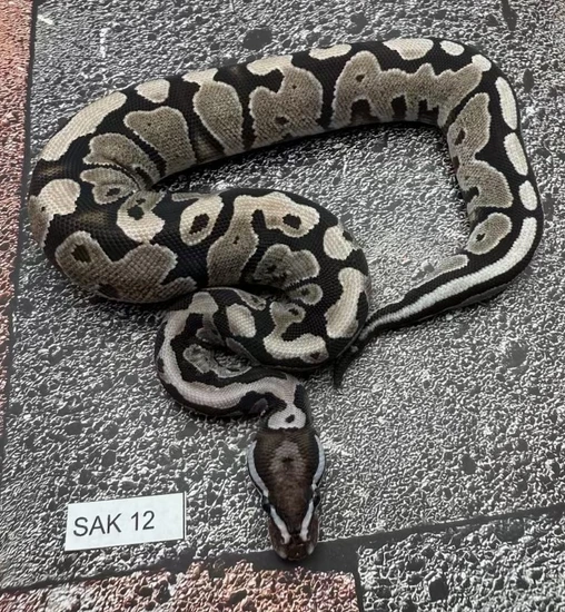 Enchi VPI Axanthic HET Pied Ball Python by Pixel Perfect Reptiles