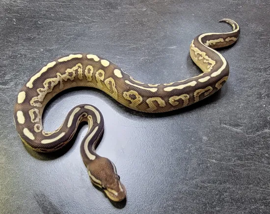 Lesser Trick Ball Python Black Pastel Lesser Trick Ball Python by Iron Dragon Reptiles