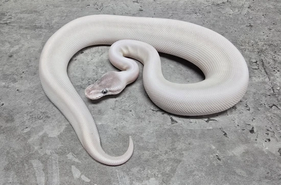 Black Pastel Super Mojave Ball Python by Iron Dragon Reptiles