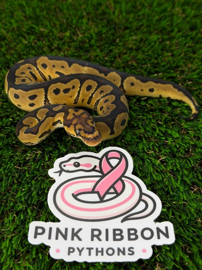 Clown Ball Python by Pink Ribbon Pythons