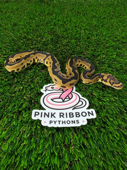 Leopard Clown Ball Python by Pink Ribbon Pythons