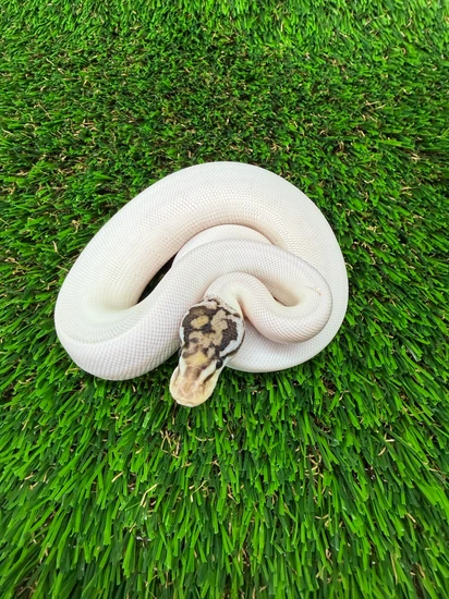 Ball Python With Ribbon Special Pastel Pied Het Hypo Ball Python by Pink Ribbon Pythons