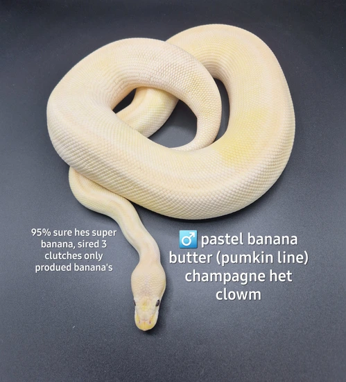 Super Banana Butter Champagne Het Clown Ball Python by PM Royals