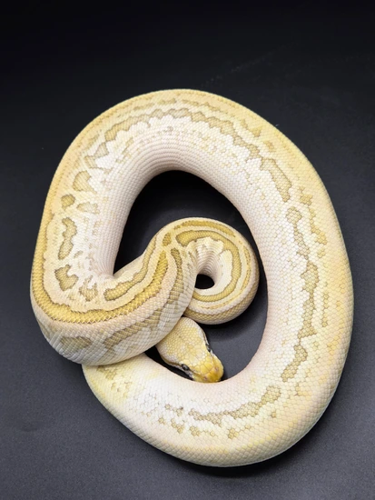 Leopard Bamboo Pastel Bongo (Fire/vanilla)het Clown Ball Python by PM ...
