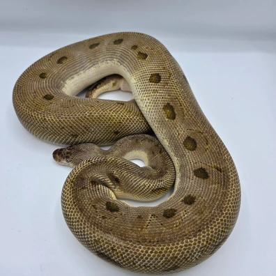 Cb22 Pastel Bongo Clown Ball Python - female for sale from PM Royals