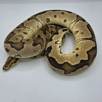 Cb24 Fire Leopard Cypress Clown 50% Het Albino Ball Python - female for sale from PM Royals