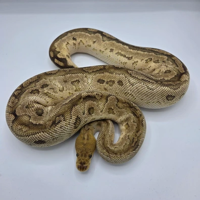 Cb 24 Fire Bongo Clown Ball Python - female for sale from PM Royals