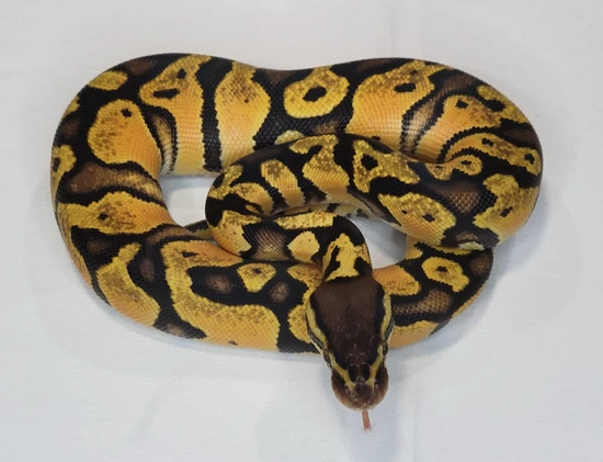 Garen Python Pastel Hi-Orange Dream Ball Python by Garden State Pythons