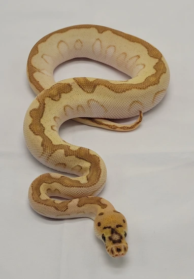 Pastel Enchi Lesser Redstripe Spotnose Clown Ball Python by Garden ...