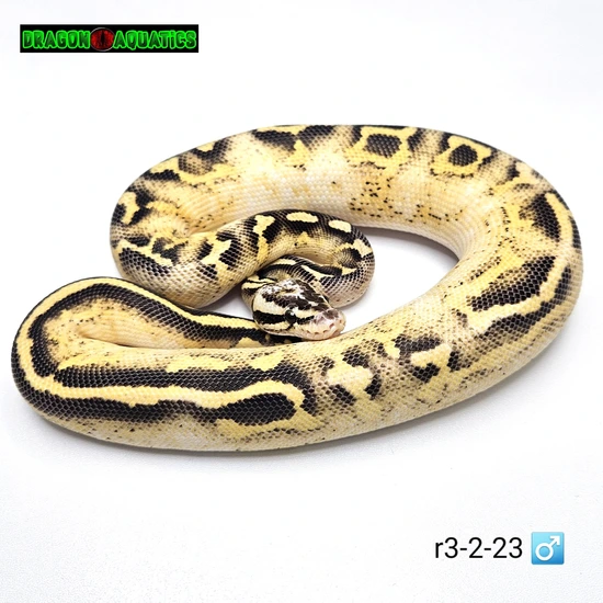 Pastel Freeway Ball Python by Dragon Aquatics