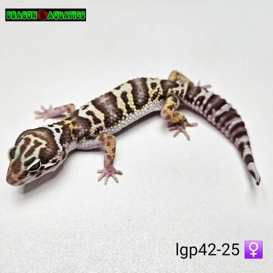 Albino Mack Snow Leopard Gecko by Dragon Aquatics