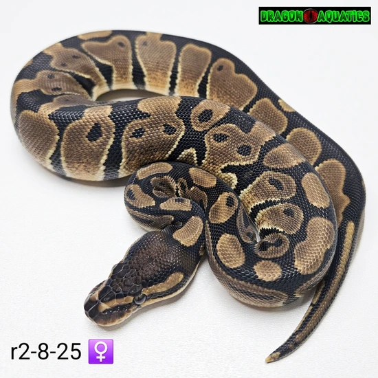 Normal 66% Het Monarch 66% Het Piebald Ball Python by Dragon Aquatics