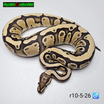 Fire Chocolate Het Clown Het Hypo Ball Python - male for sale from Dragon Aquatics