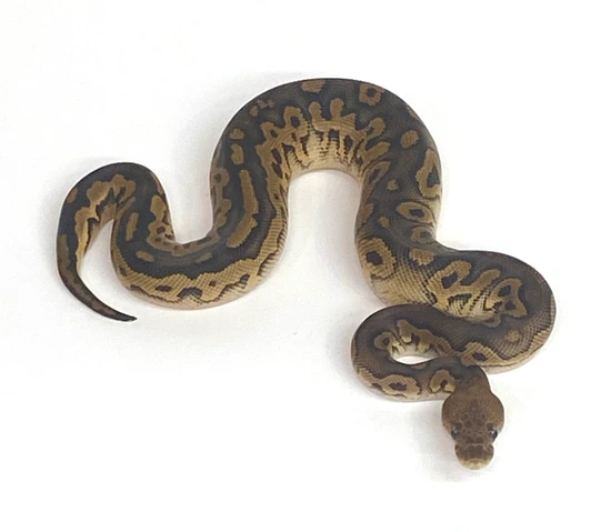 Clown Black Pastel 100% DH VPI Axanthic Pied Ball Python by Polyamorous ...