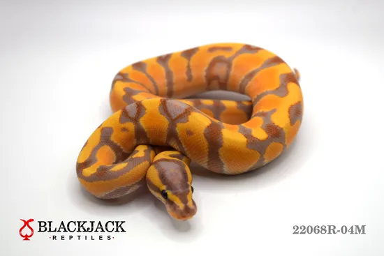 Banana Enchi Ball Python by Blackjack Reptiles