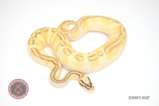 Super Pastel (Enchi) Freeway Het Clown Ball Python by Blackjack Reptiles
