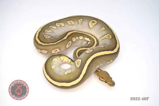 Stranger Butter Yellow Belly Ball Python by Blackjack Reptiles