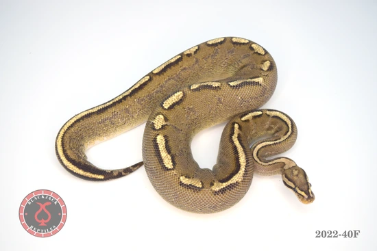 Asphalt Spark Ball Python by Blackjack Reptiles