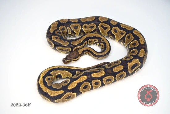 Yellow Belly Het Clown Ball Python by Blackjack Reptiles