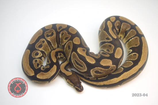 Double Het G-Stripe Clown (RTB) Ball Python by Blackjack Reptiles