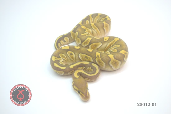 Chocolate Butter Hypo Ball Python by Blackjack Reptiles