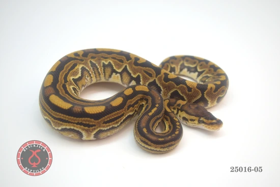 Red Stripe HRA Puzzle Ball Python by Blackjack Reptiles
