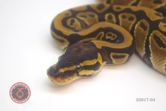 Mahogany Pied Ball Python by Blackjack Reptiles