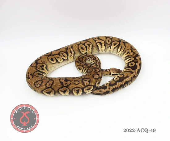 Pastel Stranger DH Clown Moray (Monsoon) PROVEN BREEDER! Ball Python by ...