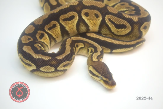 1.1 Pastel DH Puzzle G-Stripe Ball Python by Blackjack Reptiles