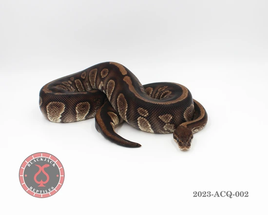 Stranger Het Clown Ball Python by Blackjack Reptiles